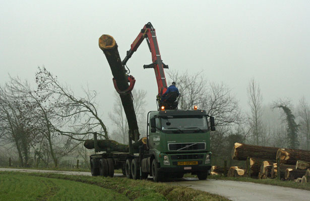 Transport bomen 1