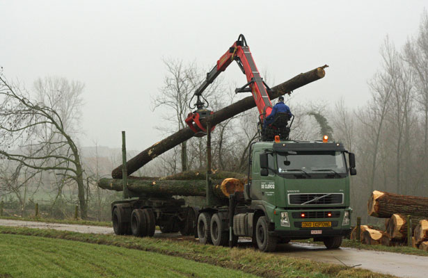 transport bomen 3