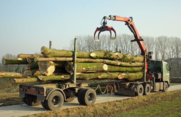 transport bomen 4